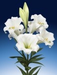 [LF Global Beauty_02964.jpg]
